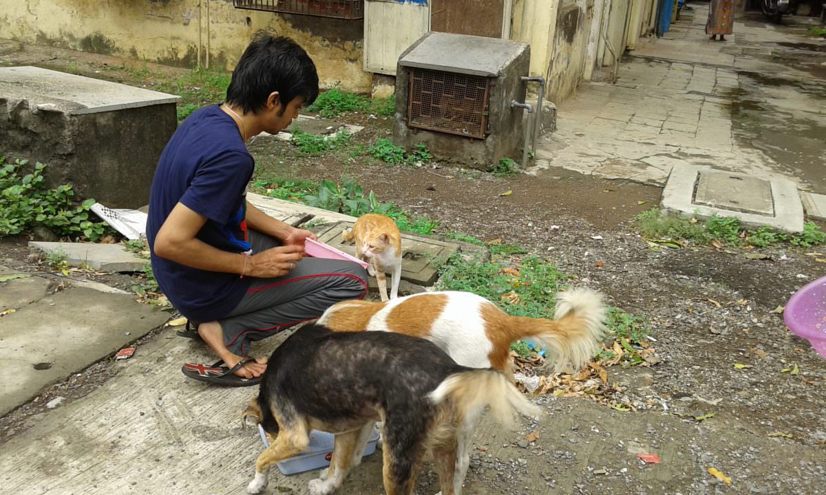 Image of Jeevdaya efforts with animals and birds 1