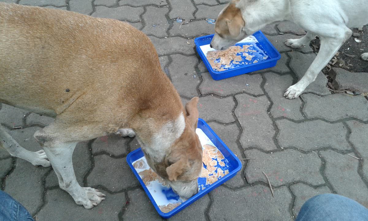 Image of Jeevdaya efforts with animals and birds 4