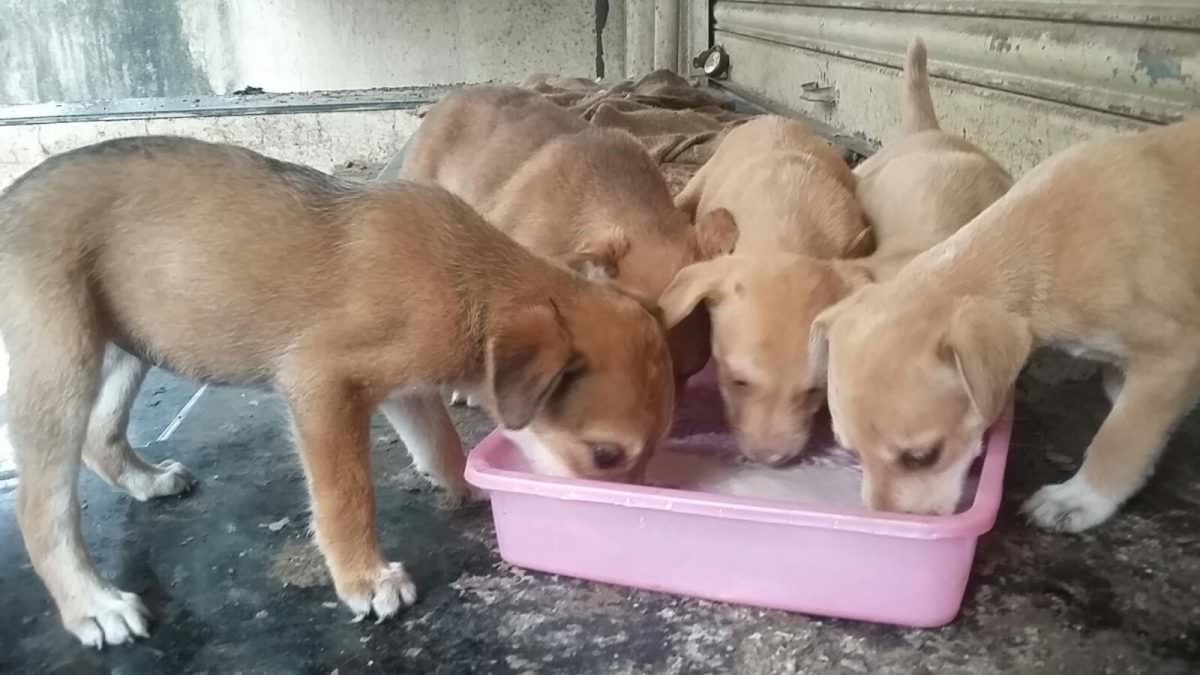 Image of Jeevdaya efforts with animals and birds 3