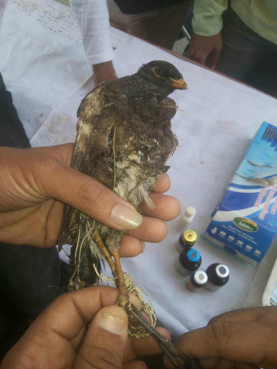 Image of Birds Camp during Makar Sankranti 2